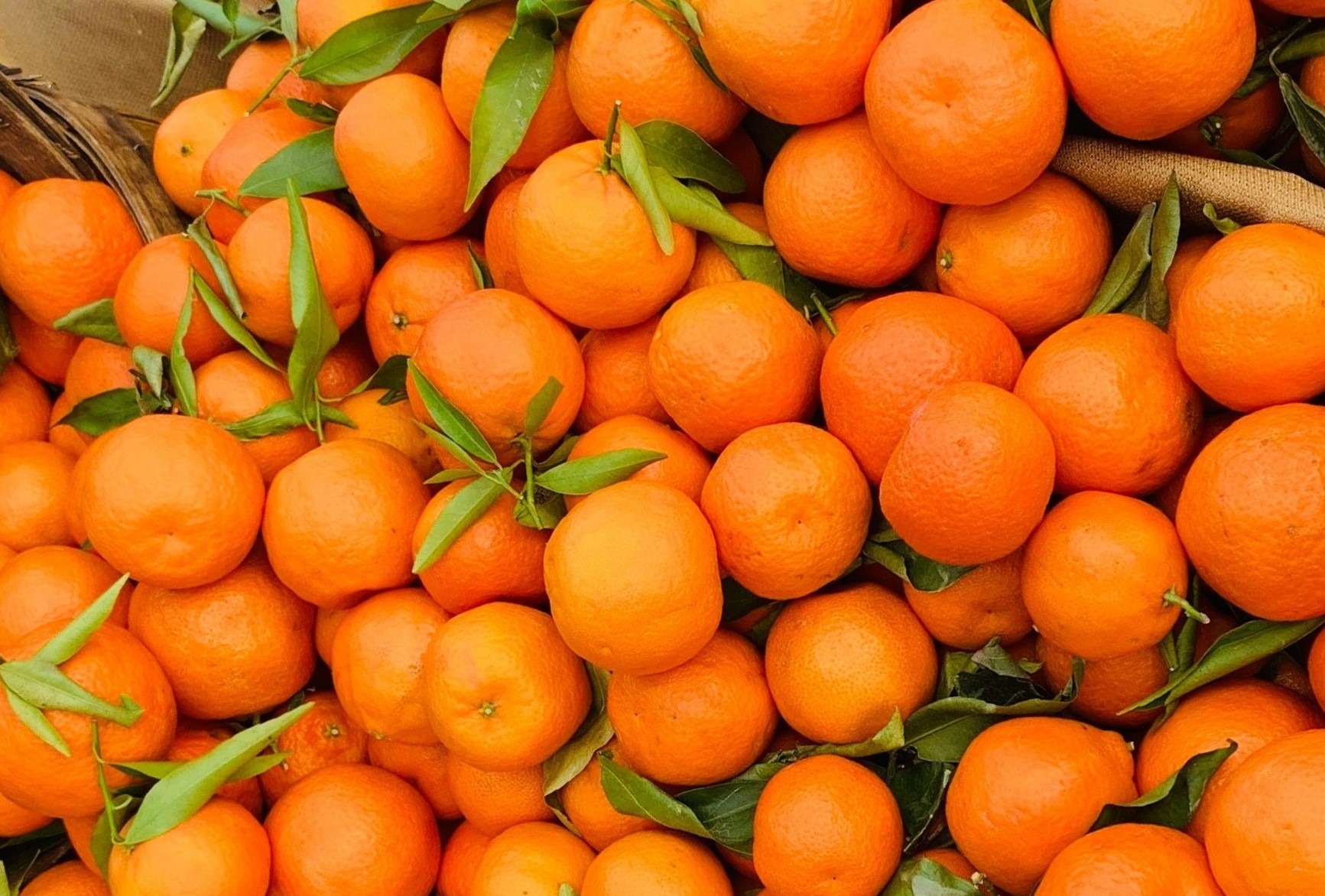 oranges